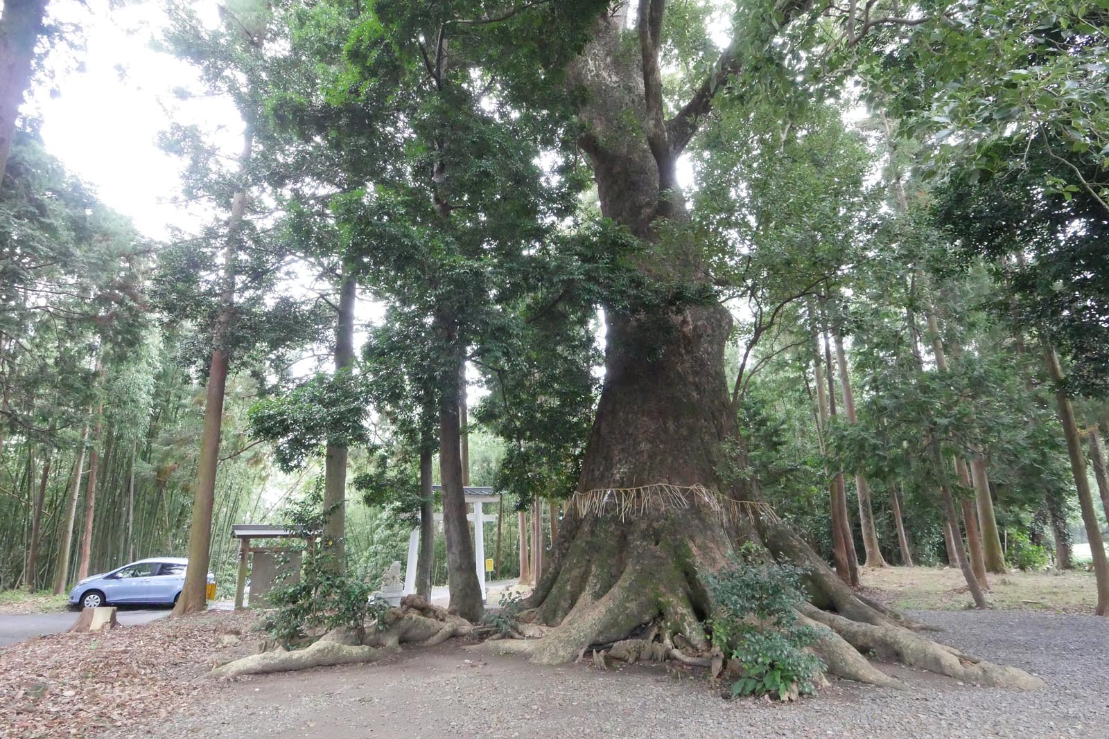 熊野神社の大クスノキ