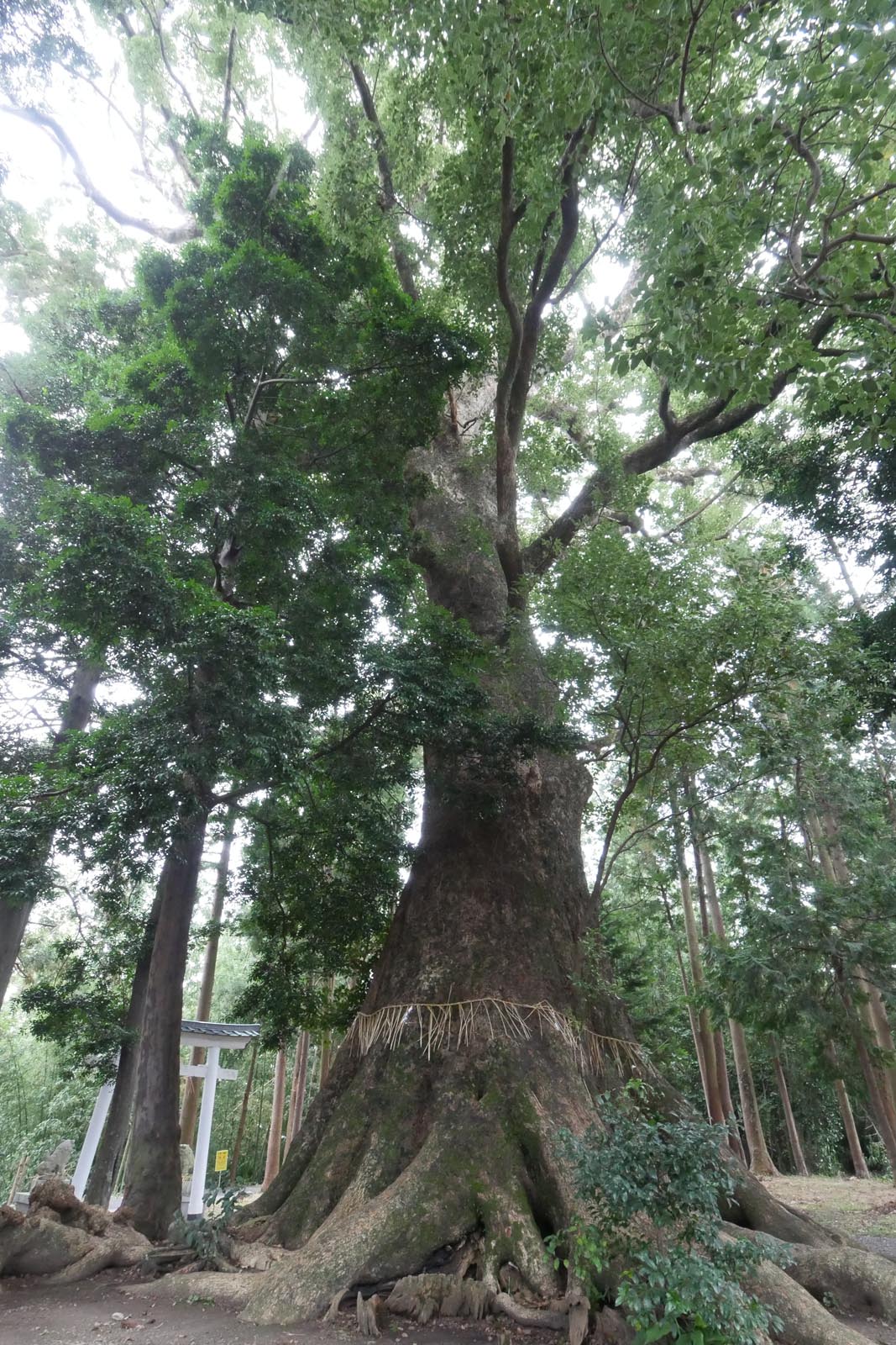 熊野神社の大クスノキ