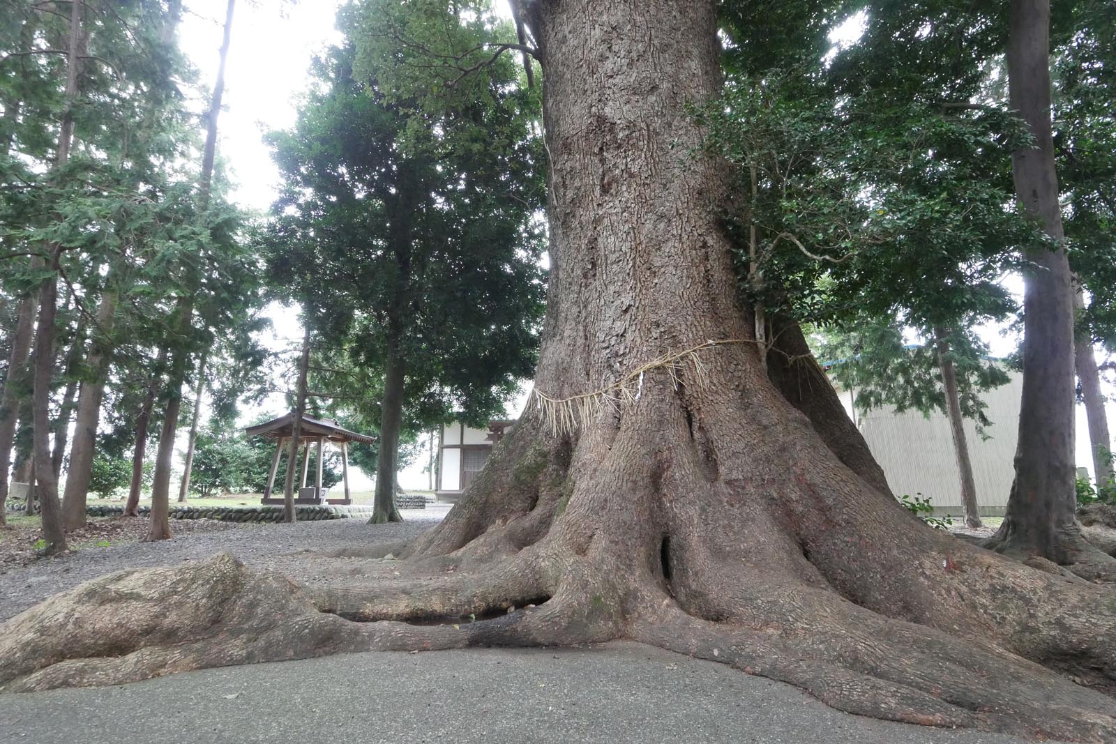 熊野神社の大クスノキ