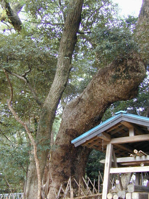 賀久留神社のクスノキ