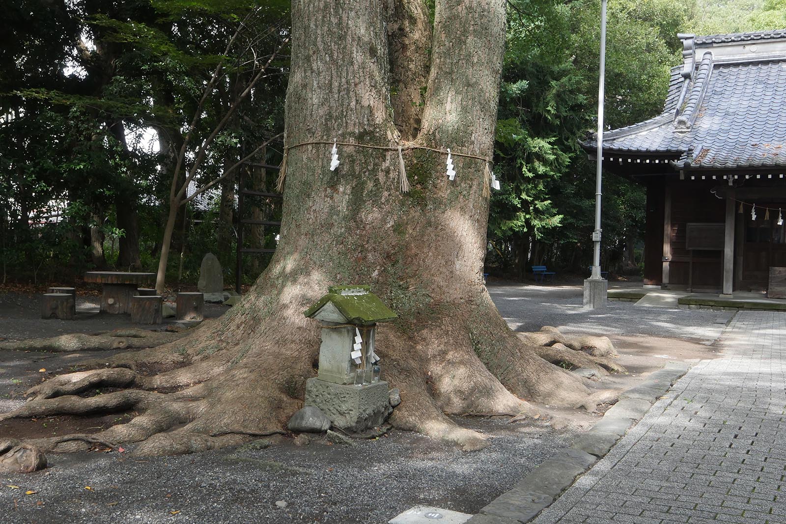 熊野神社のクスノキ