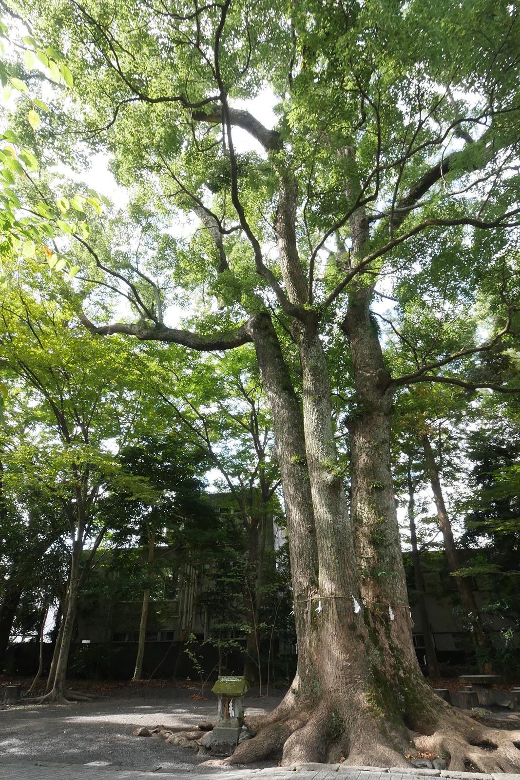 熊野神社のクスノキ