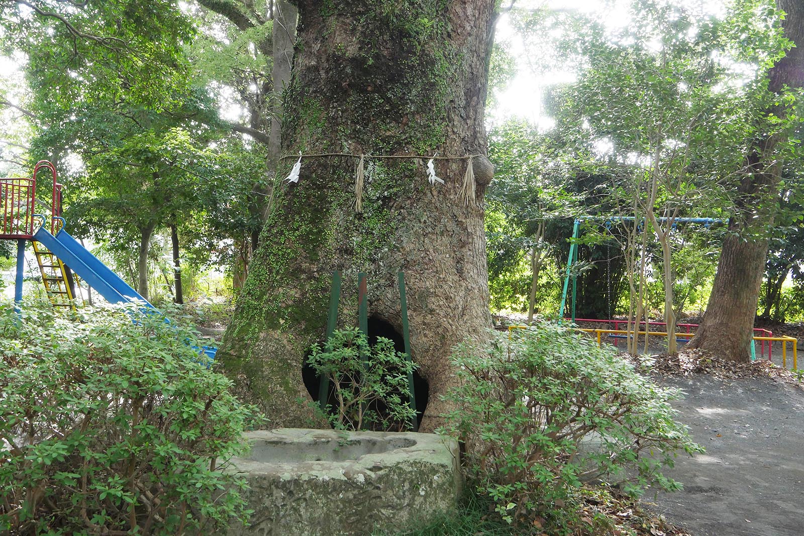 熊野神社のクスノキ