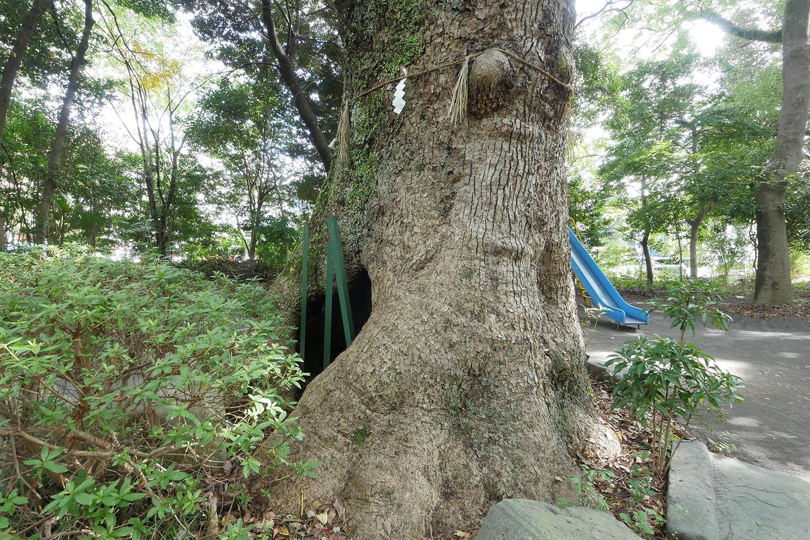 熊野神社のクスノキ