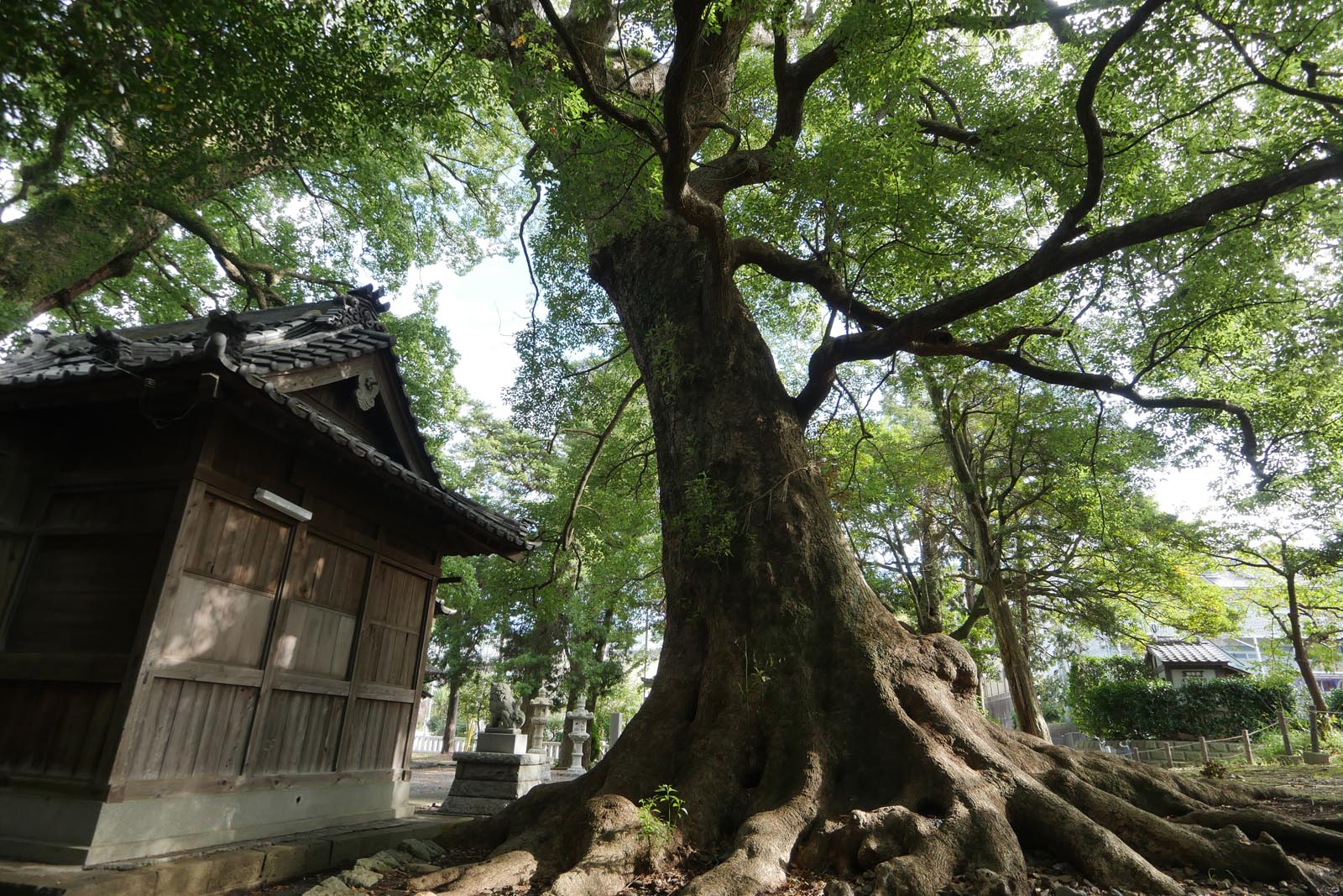 広野神社のクスノキ