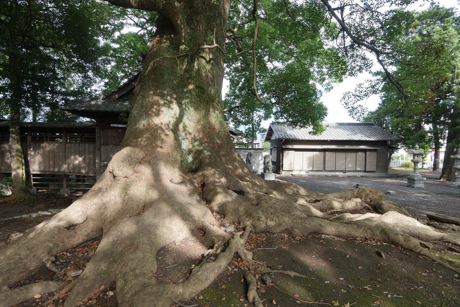 広野神社のクスノキ