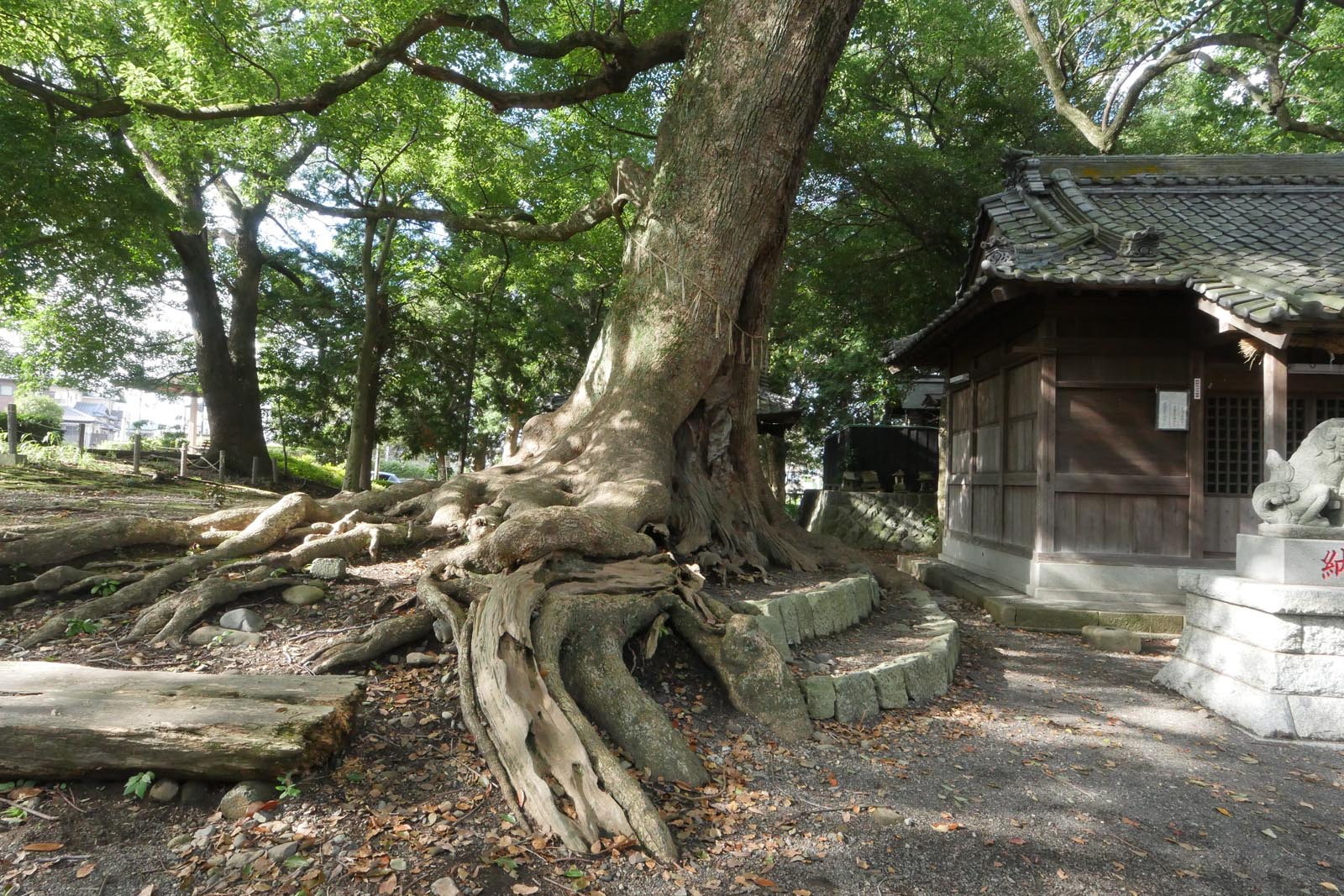 広野神社のクスノキ