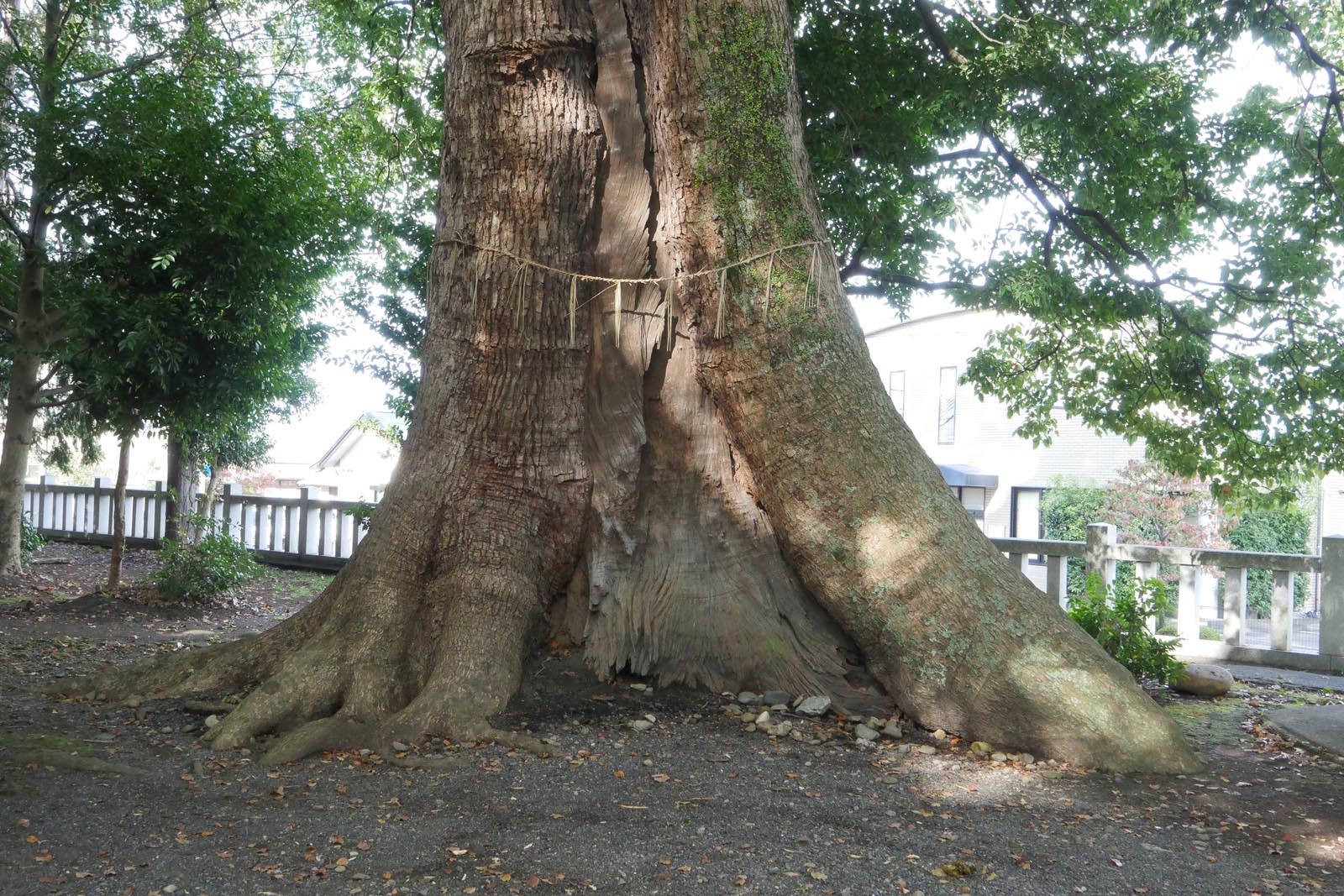 広野神社のクスノキ