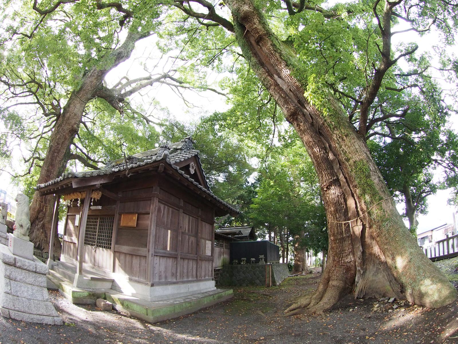 広野神社のクスノキ