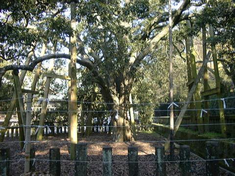 三島神社の金木犀