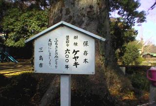 三島神社のけやき