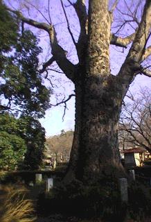 三島神社のけやき