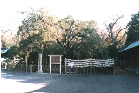 三島神社の金木犀