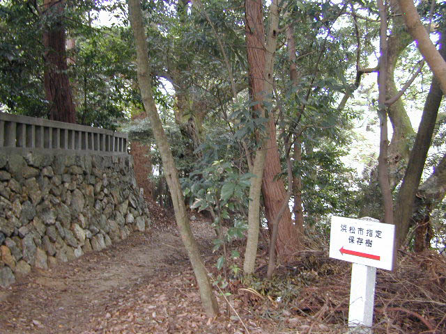 賀久留神社のモミの木