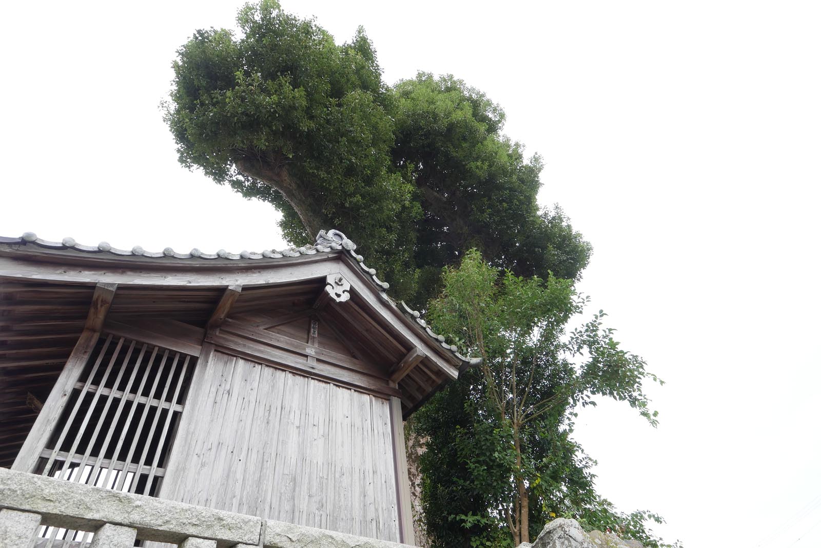 大津忠魂社のクスノキ