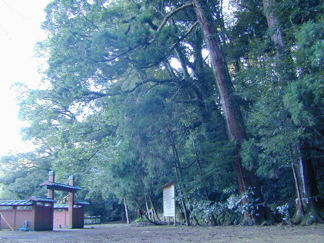 八幡野八幡宮来宮神社社叢