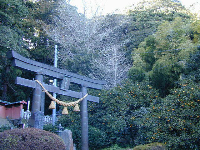 八幡野八幡宮来宮神社社叢