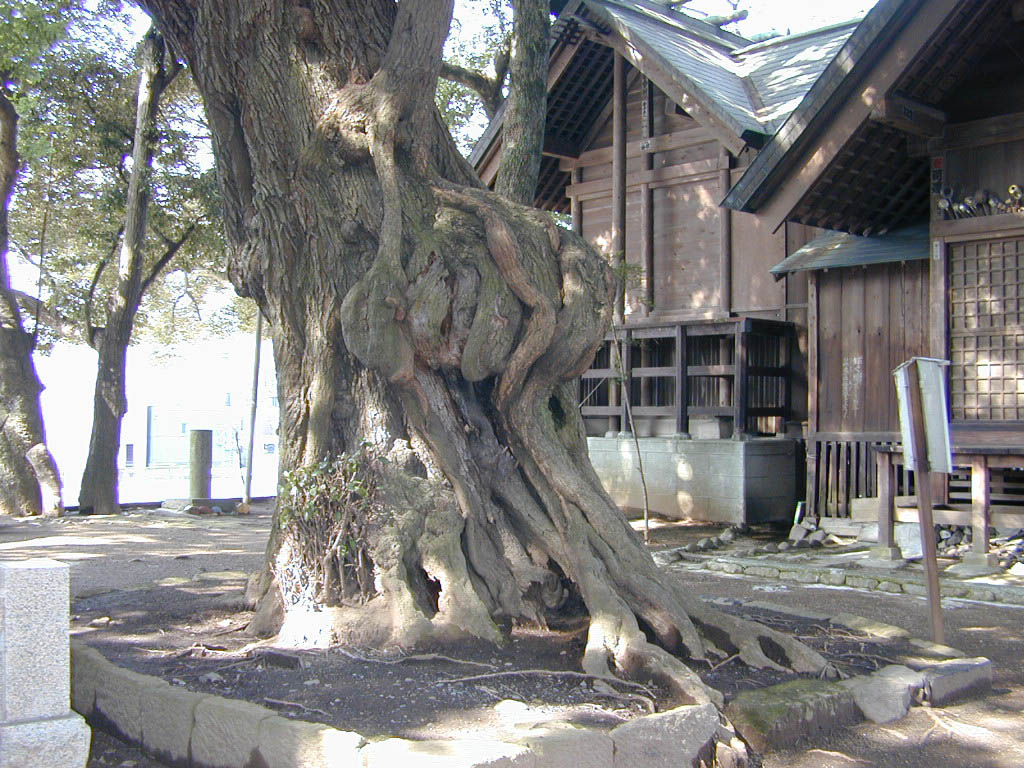 音無神社のシイの木