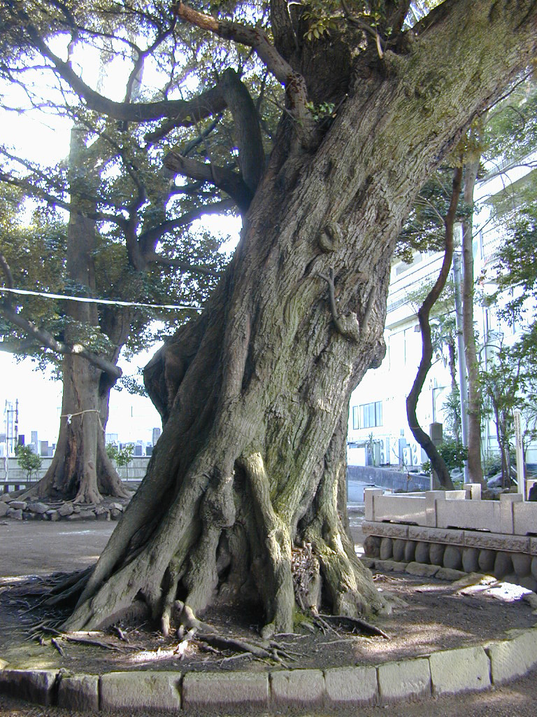 音無神社のシイの木