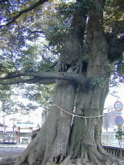 音無神社のシイの木