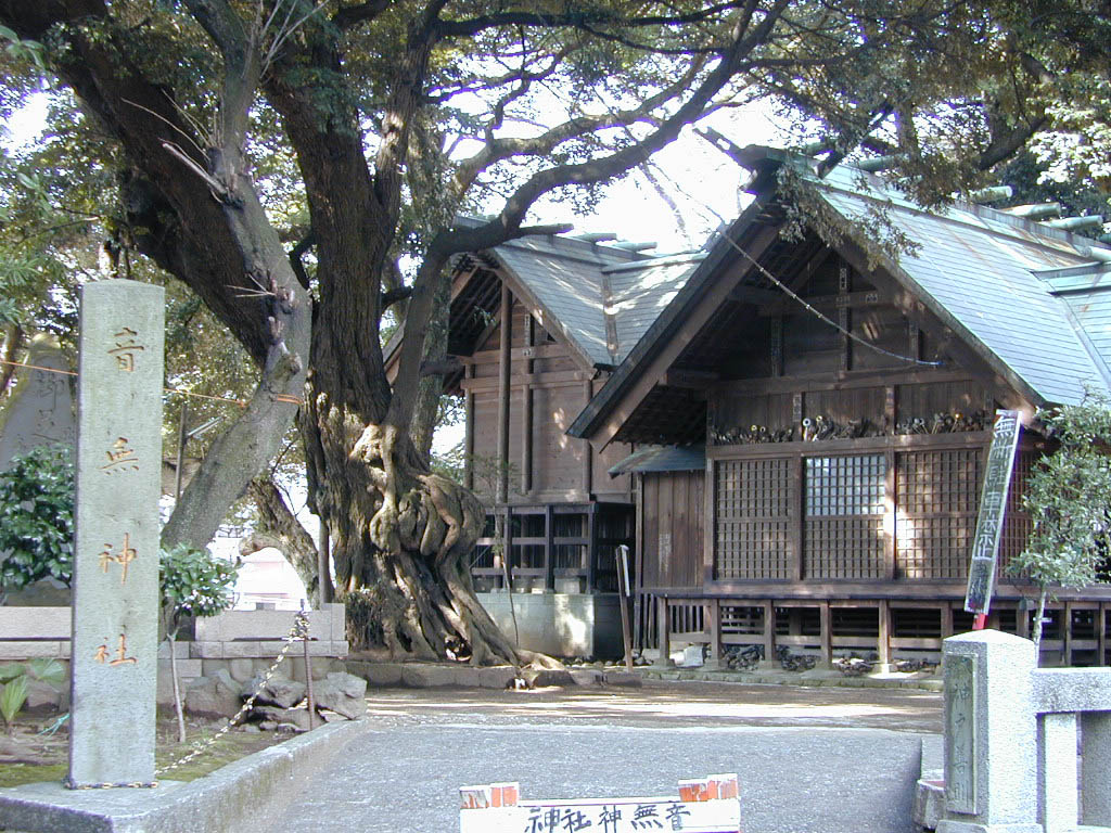 音無神社のシイの木