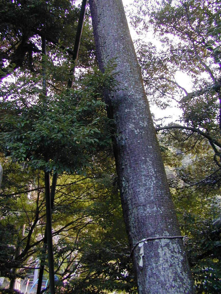 油山寺の御霊スギ