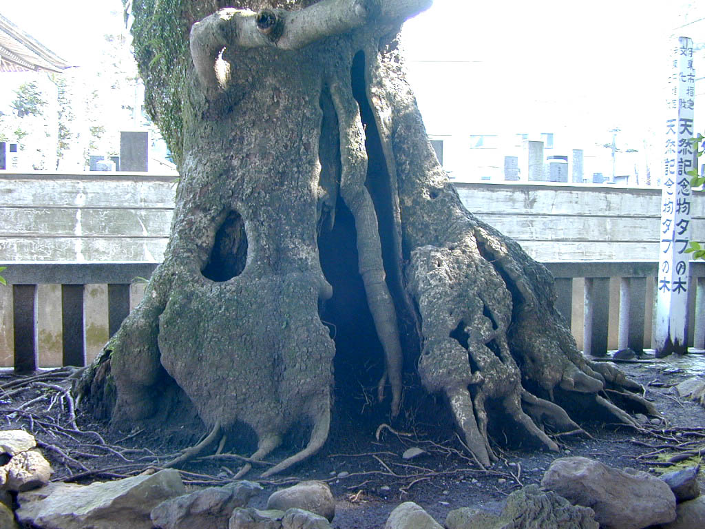 音無神社のタブの木