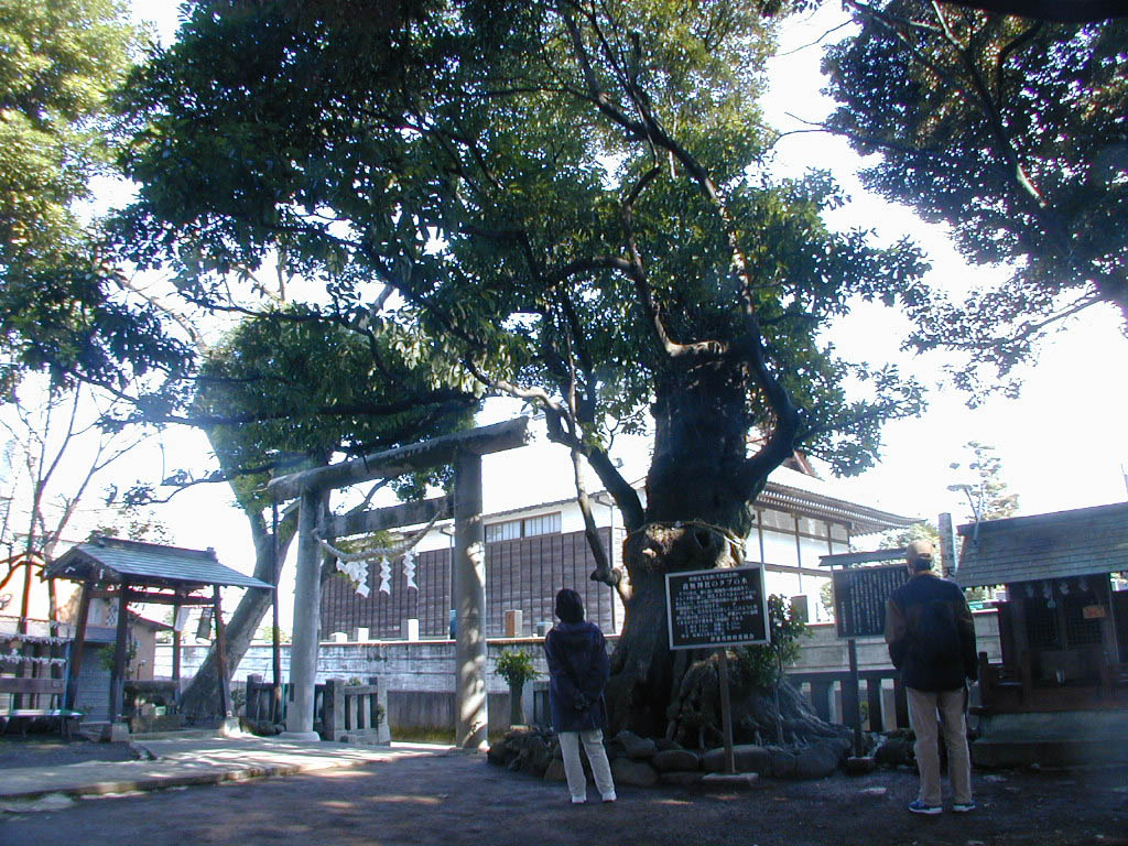 音無神社のタブの木