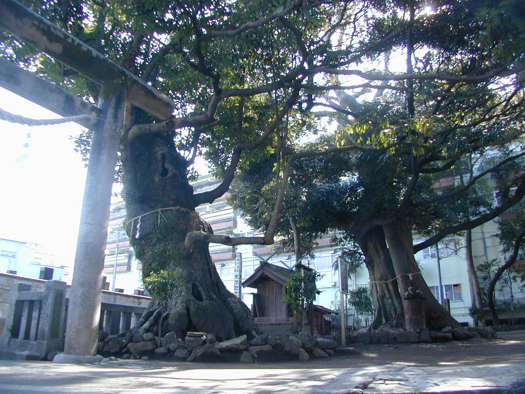 音無神社のタブの木