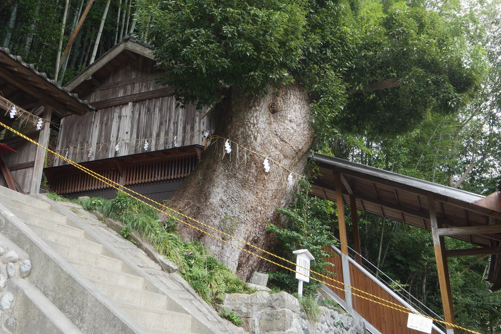 天満天神社のクスノキ