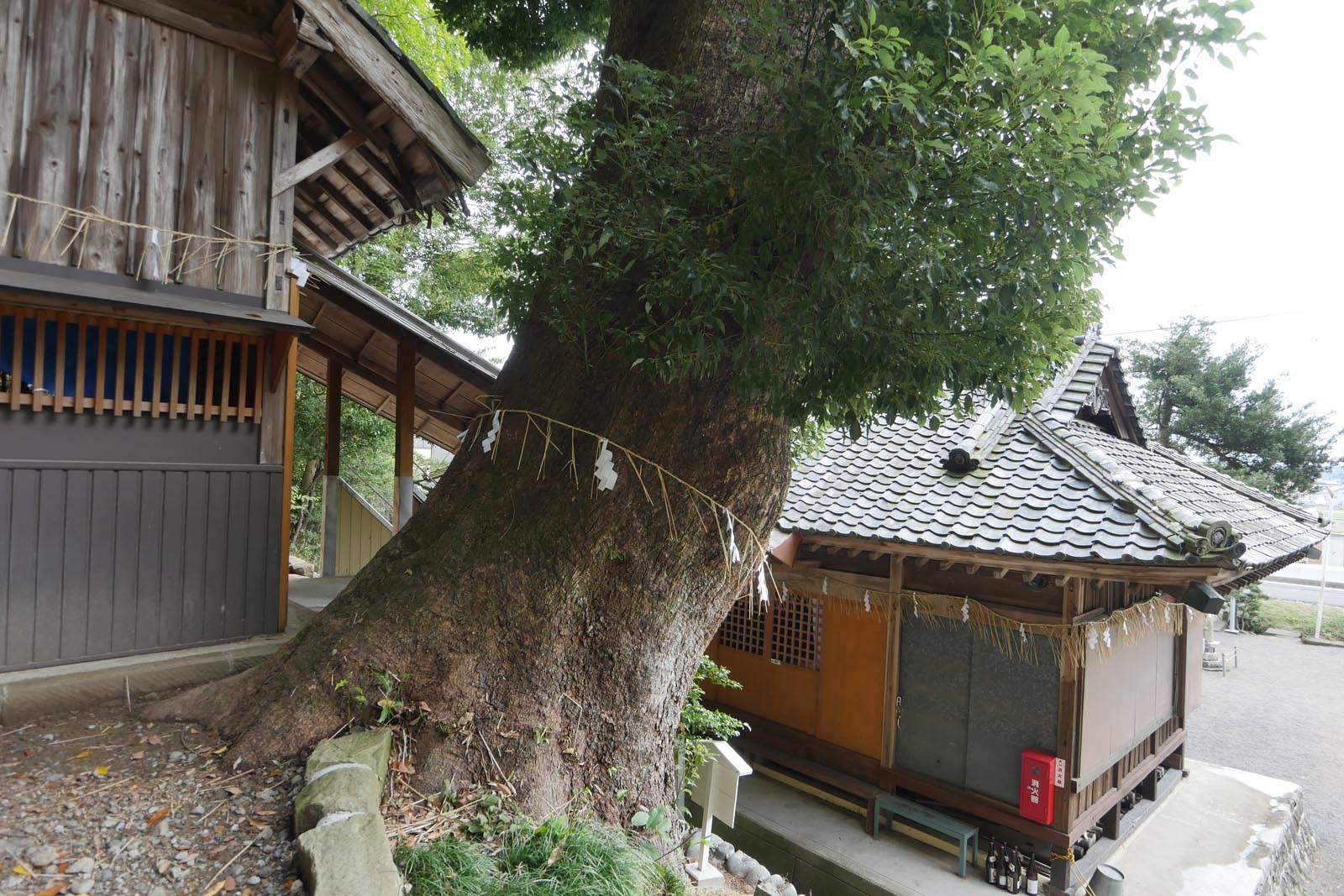 天満天神社のクスノキ