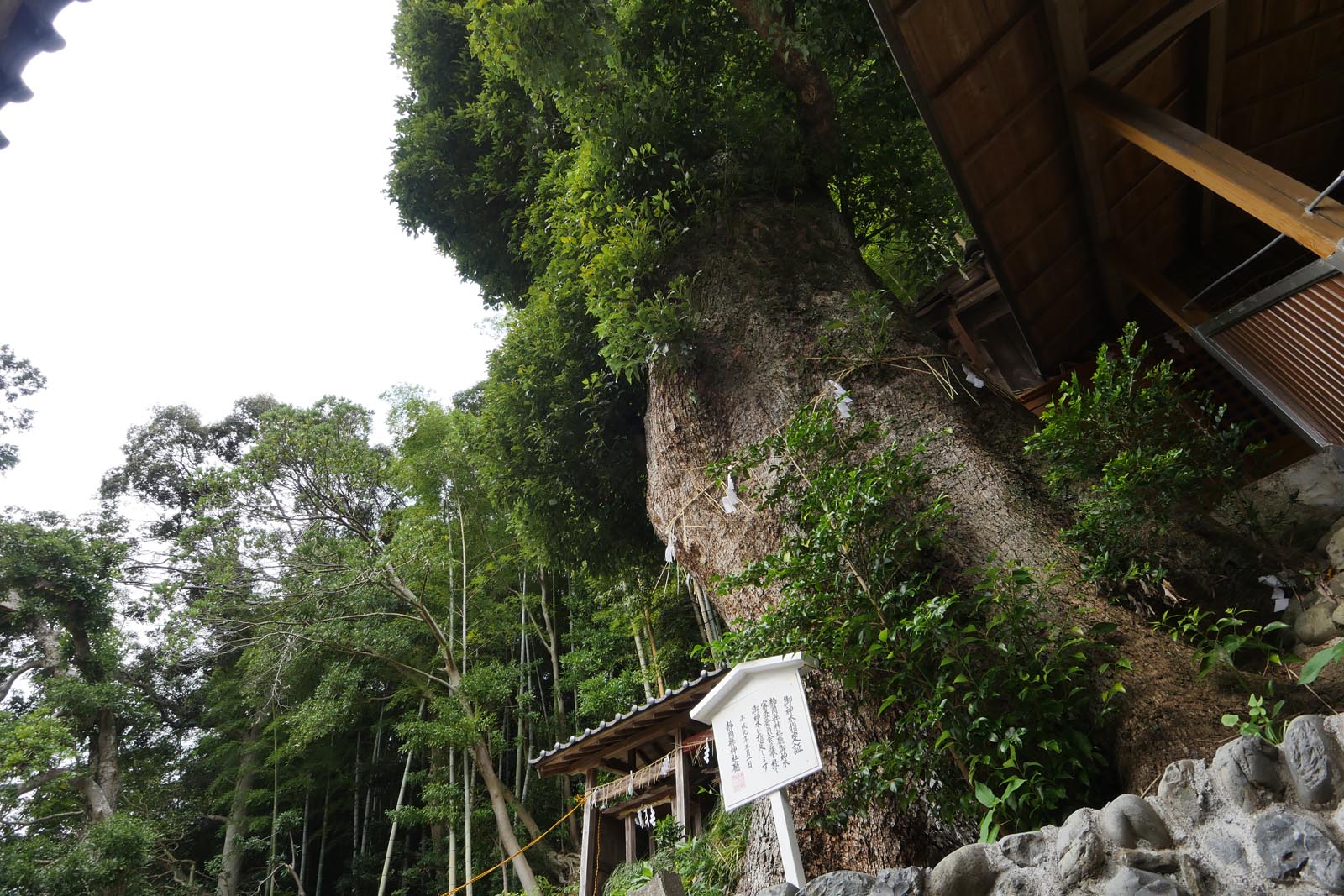 天満天神社のクスノキ