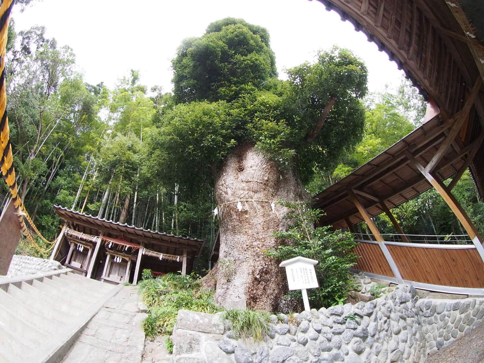 天満天神社のクスノキ