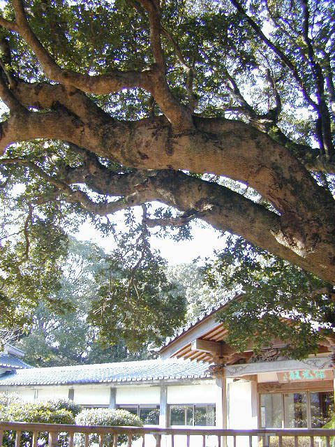 蓮着寺のヤマモモ