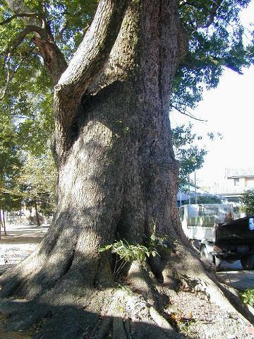 住吉神社の楠