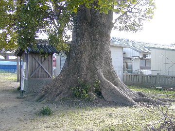 敷地の大楠