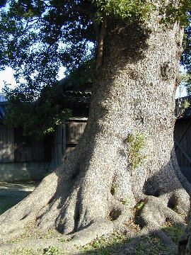 敷地の大楠