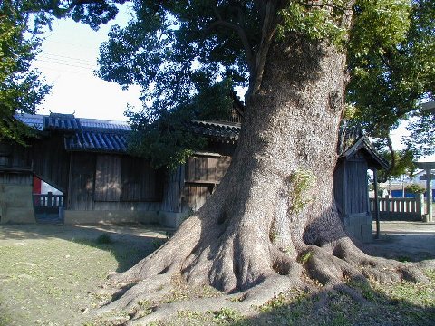 敷地の大楠