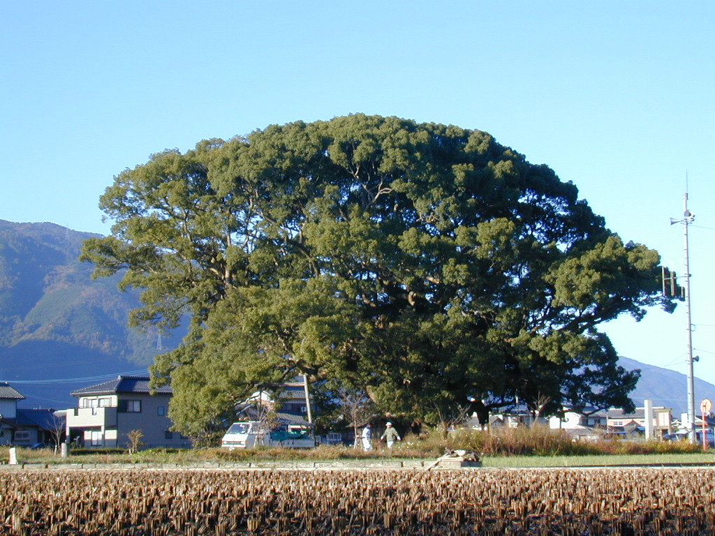 加茂のクス