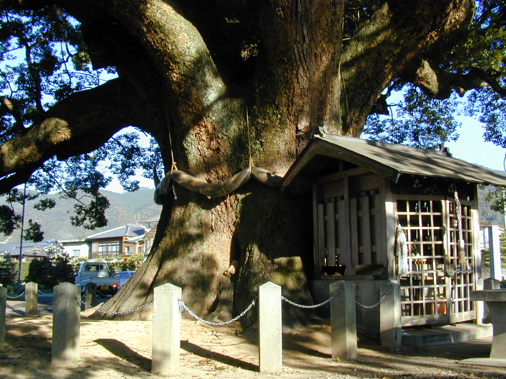 加茂の大楠