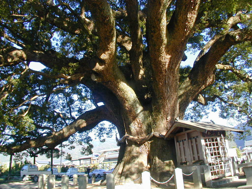 加茂の大楠