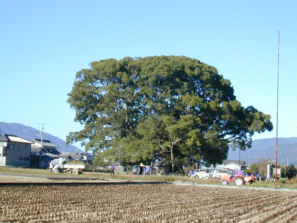 加茂の大楠