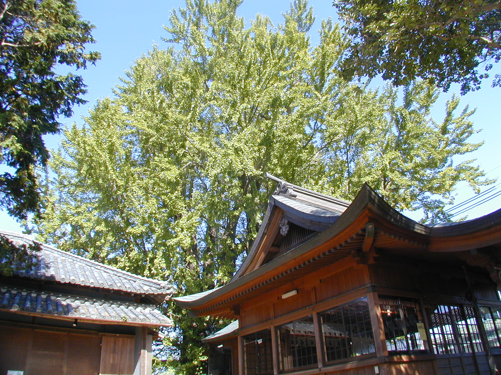 乳保神社の大イチョウ