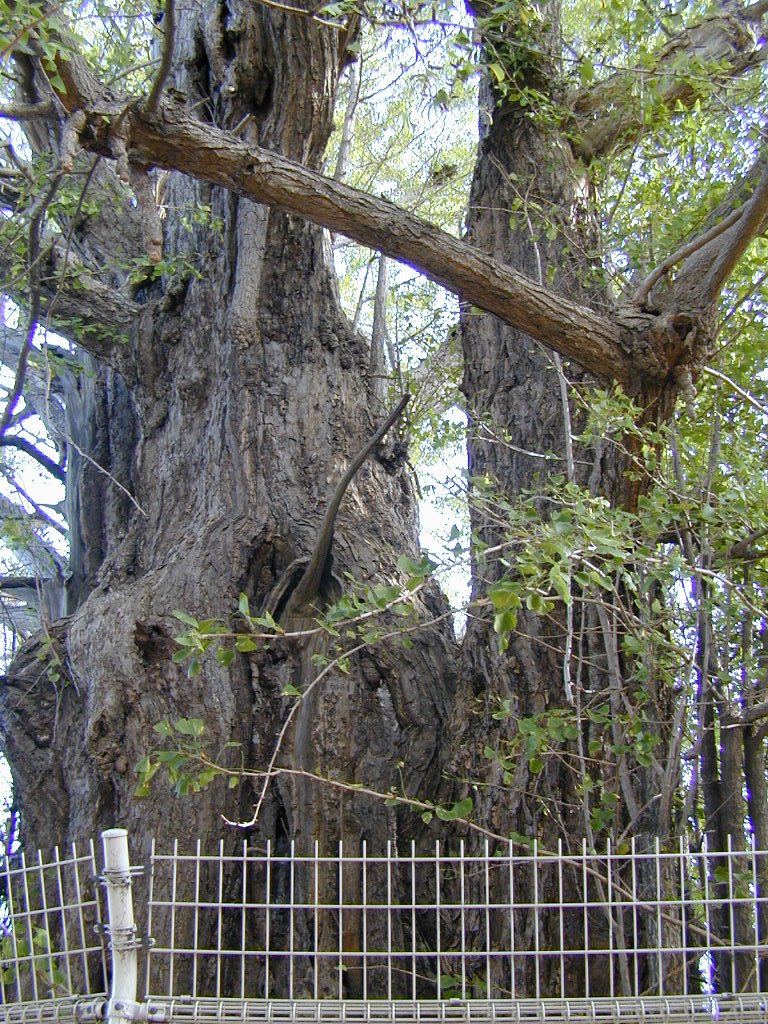 乳保神社のイチョウ