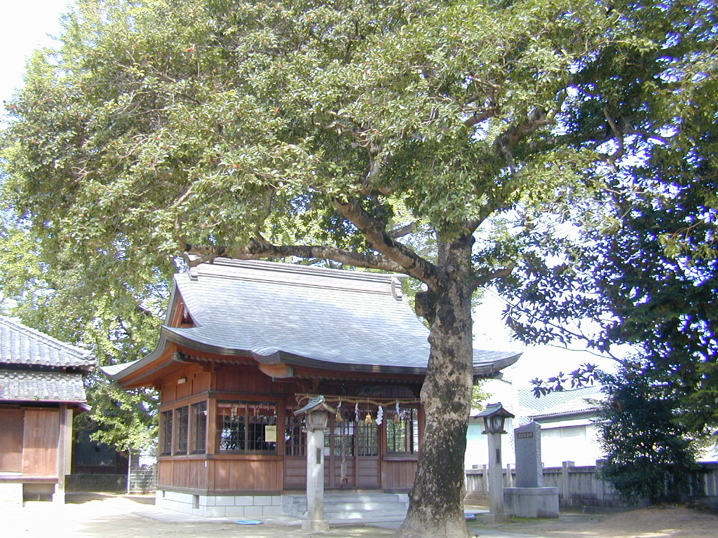 乳保神社のモチノキ