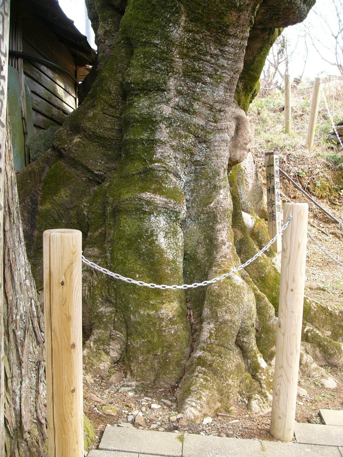 赤羽大師の大エノキ