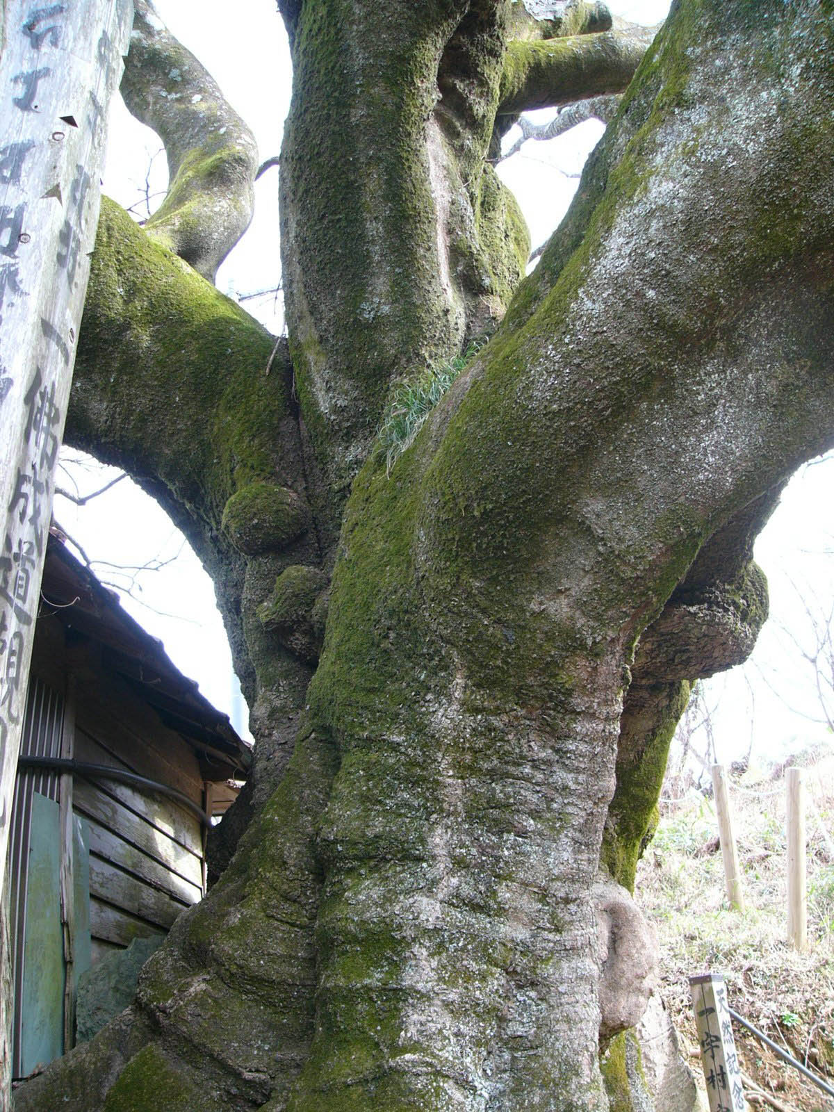 赤羽大師の榎