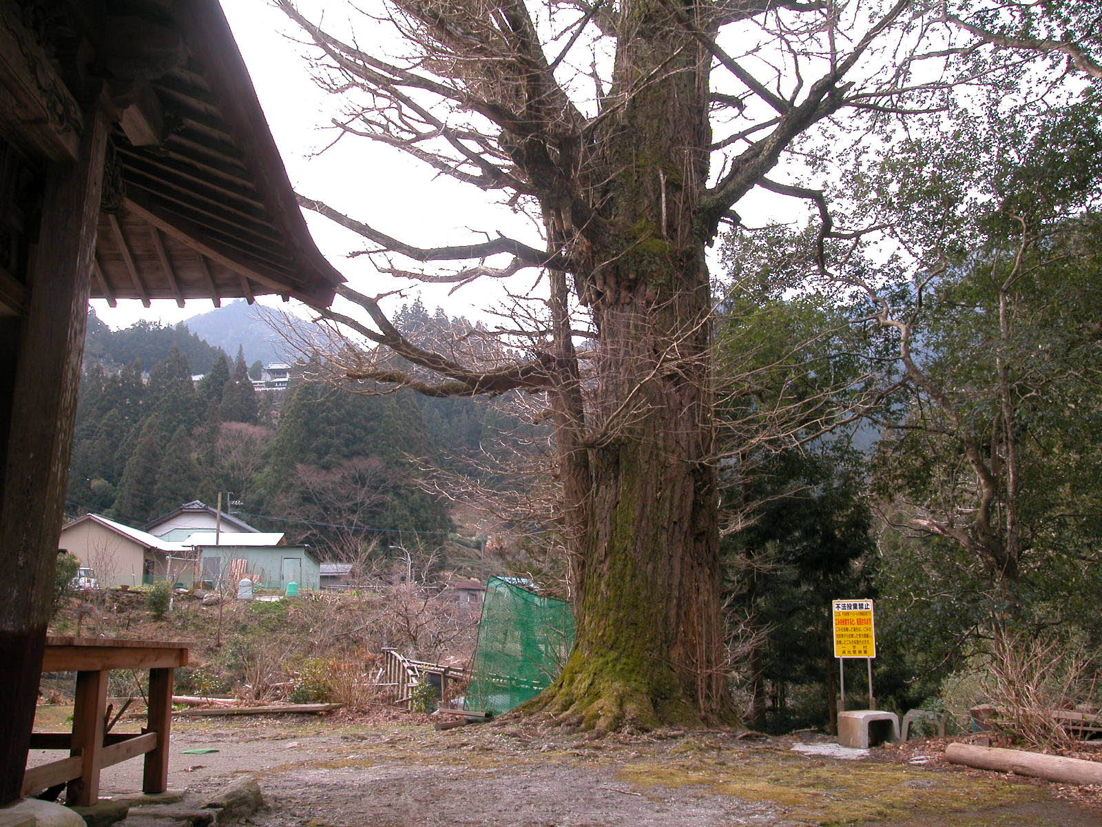 河内堂の銀杏