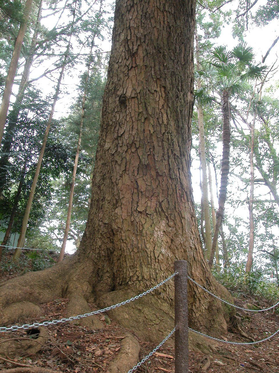 白山神社のモミ