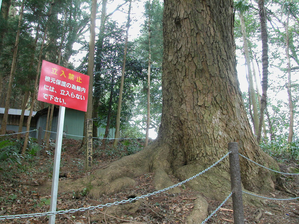 白山神社の樅